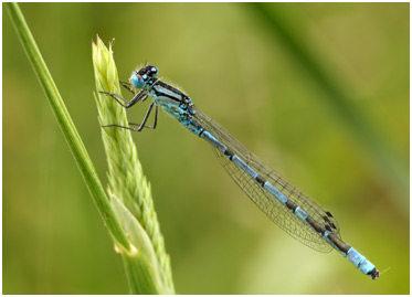 Enallagma cyathigerum jeune mâle