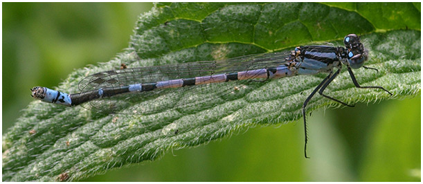 Enallagma cyathigerum mâle