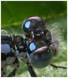 Enallagma cyathigerum mâle