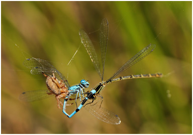 Enallagma cyathigerum prédation par araignée