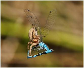 Enallagma cyathigerum prédation par araignée