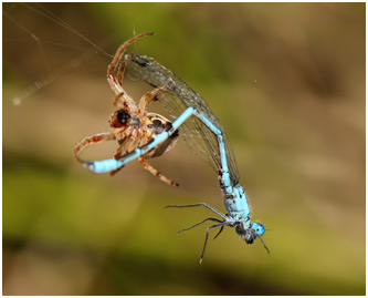 Enallagma cyathigerum prédation par araignée