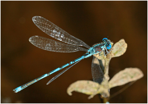 Erythromma lindenii mâle taché