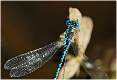 Erythromma lindenii mâle taché