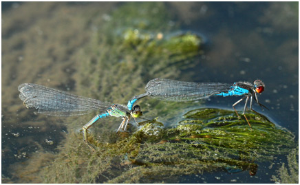 Erythromma viridulum en ponte