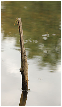 Erythromma najas biotope émergence mâle