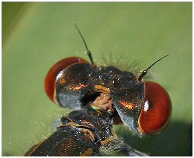 Erythromma najas mâle