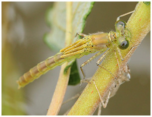 Erythromma najas mâle émergent