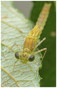 Erythromma najas mâle émergent