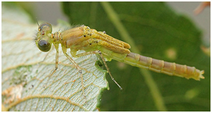 Erythromma najas mâle émergent