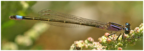 Ischnura elegans femelle