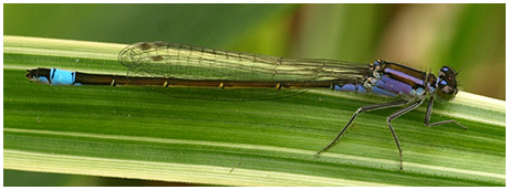 Ischnura elegans femelle