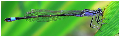 Ischnura elegans femelle