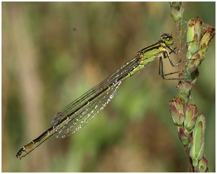 Ischnura elegans femelle