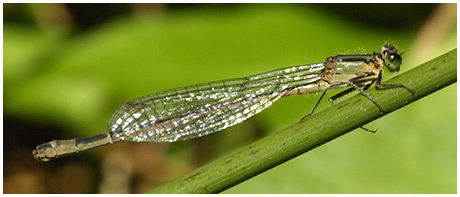 Ischnura elegans femelle