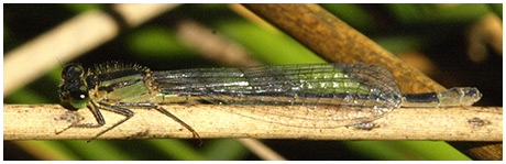 Ischnura elegans femelle