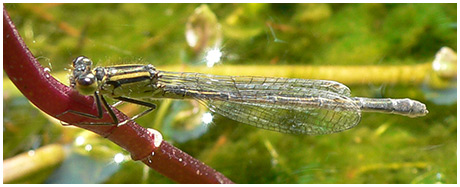 Ischnura elegans femelle