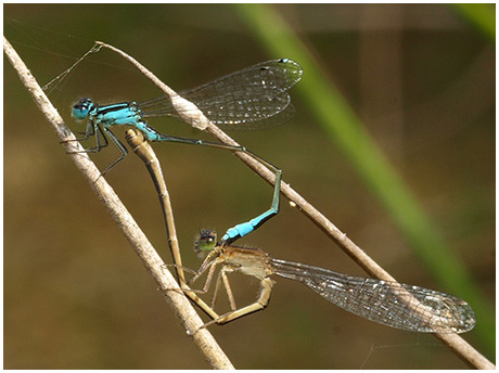 Ischnura elegans accouplement