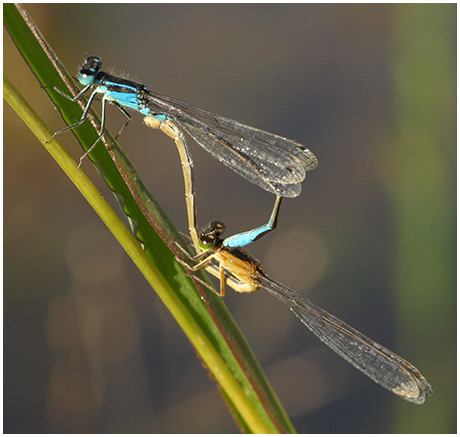 Ischnura elegans accouplement