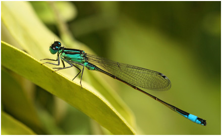 Ischnura elegans mâle à peine mature