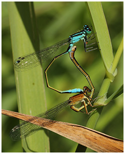 Ischnura elegans accouplement