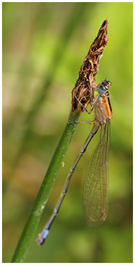 Ischnura elegans immature forme C