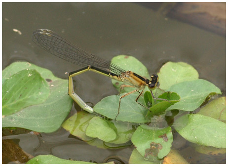 Ischnura elegans femelle en ponte