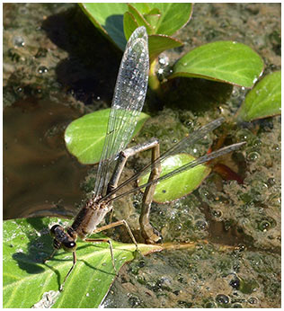 Ischnura elegans femelle en ponte