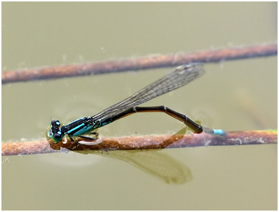 Ischnura elegans ponte