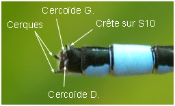 Appendices anaux Ischnura elegans mâle