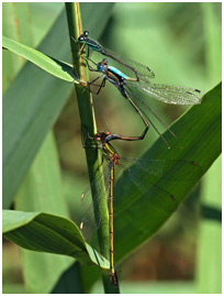 Triplette I. elegans X L. sponsa X L. viridis