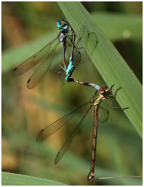 Triplette I. elegans X L. sponsa X L. viridis