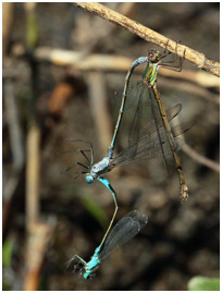 Triplette I. elegans X L. sponsa X L. viridis