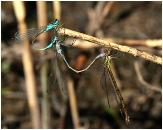 Triplette I. elegans X L. sponsa X L. viridis