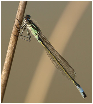 Ischnura elegans mâle immature