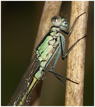 Ischnura elegans mâle immature