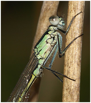 Ischnura elegans mâle immature