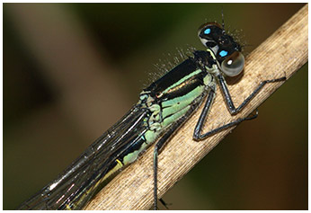 Ischnura elegans mâle immature