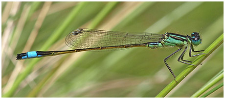 Ischnura elegans mâle immature