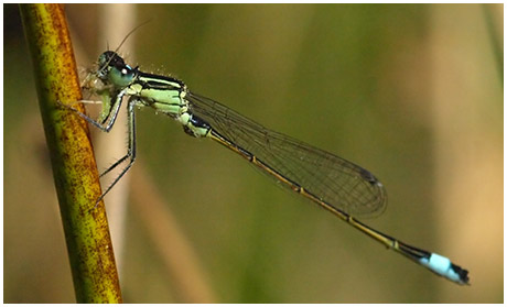 Ischnura elegans mâle immature