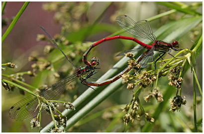 Pyrrhosoma nymphula accouplement