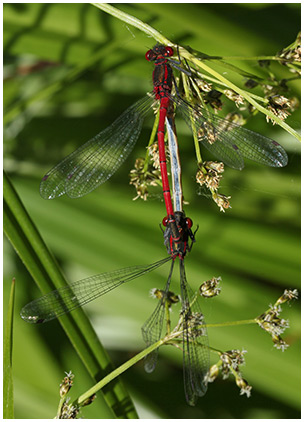 Pyrrhosoma nymphula accouplement