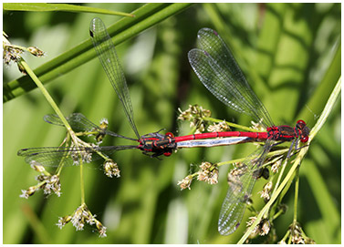 Pyrrhosoma nymphula accouplement