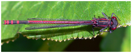Pyrrhosoma nymphula mâle