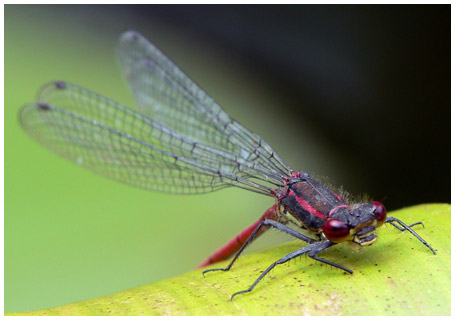 Pyrrhosoma nymphula mâle