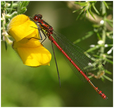 <empty>Pyrrhosoma nymphula mâle