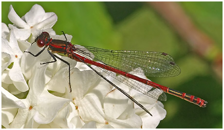 Pyrrhosoma nymphula mâle