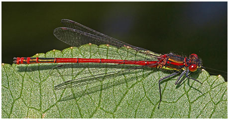 Pyrrhosoma nymphula mâle