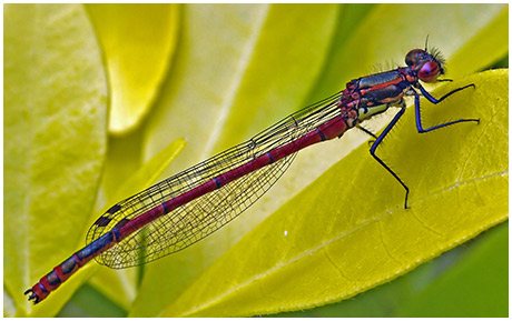 Pyrrhosoma nymphula mâle