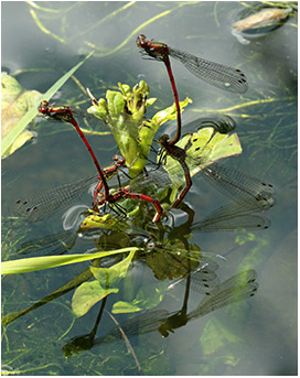 Pyrrhosoma nymphula ponte